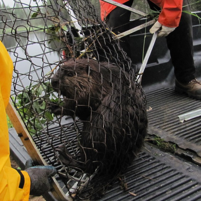 Beaver captured for relocation