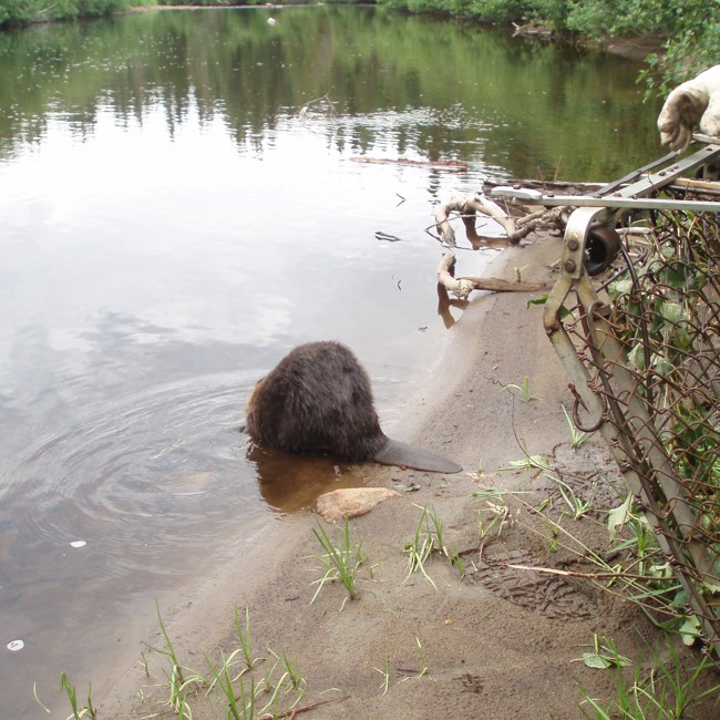 Relocation of beaver