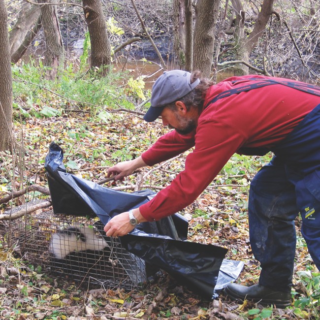 Relocation of striped skunk